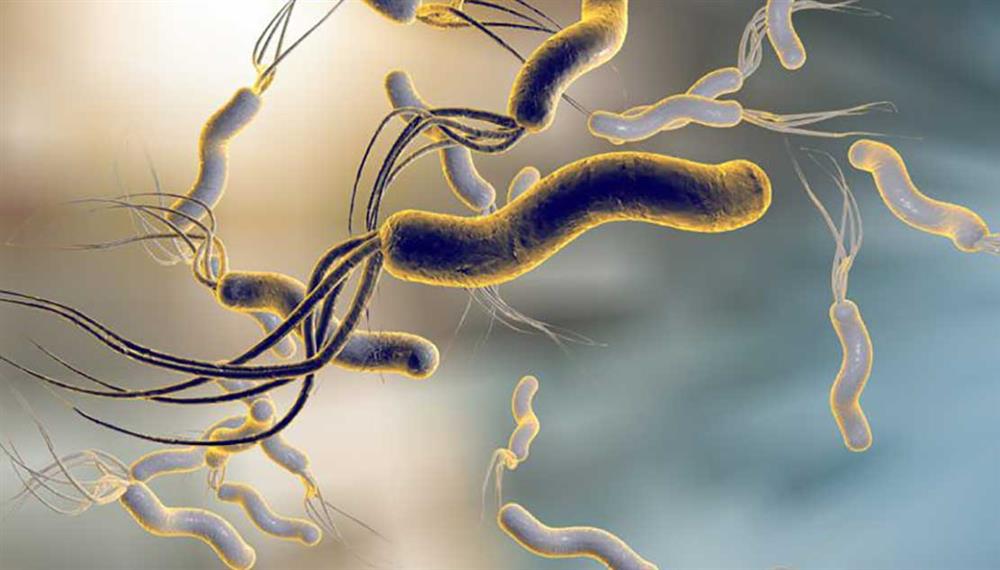okuženost pylori bakterija